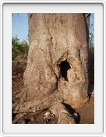 Baobab - temple