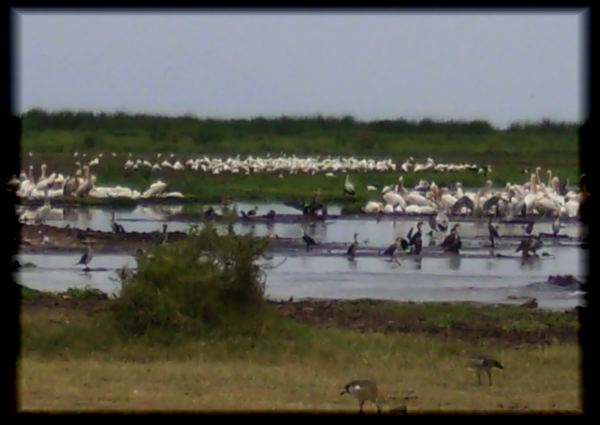 Pelicans and other birds 