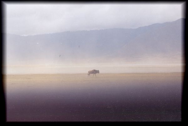 Wildebeest in the mist