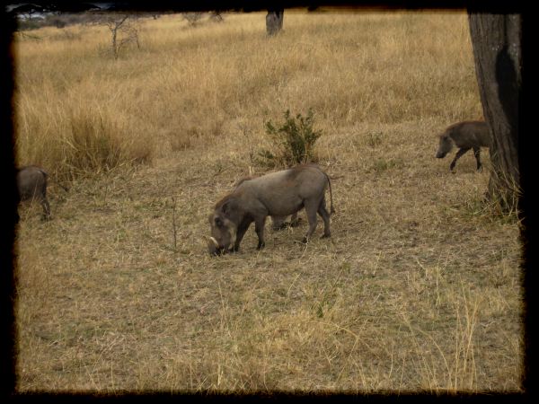 Warthogs: a genetic engineering feat?
