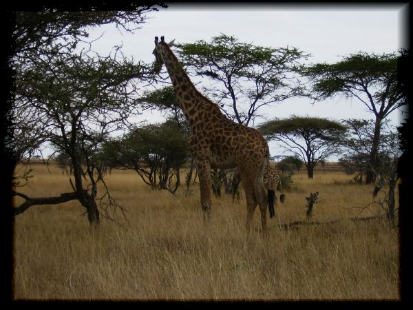 We do not tire of giraffes