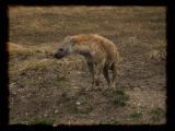 Candid hyena