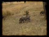 Warthogs: a genetic engineering feat?