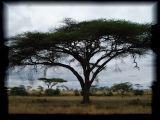 Acacia in the grassland