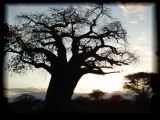 Baobab at dusk