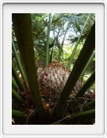 An unusual palm at the botanical garden at Mbweni Ruins hotel