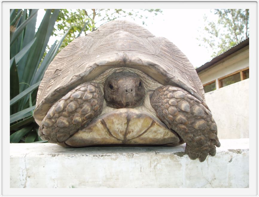 Tortoise at the