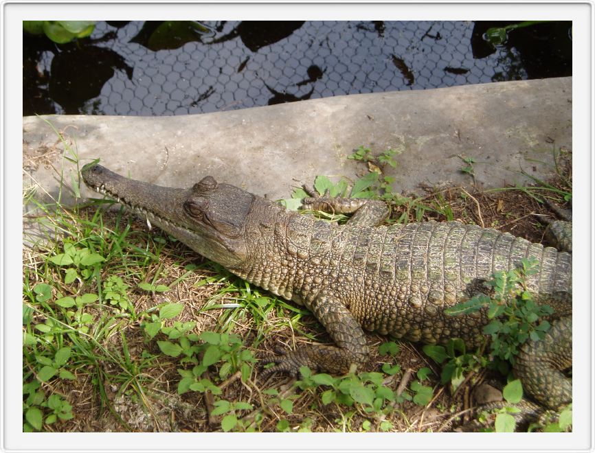See you later.. alligator...