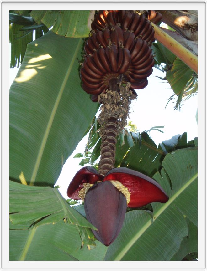 Banana tree