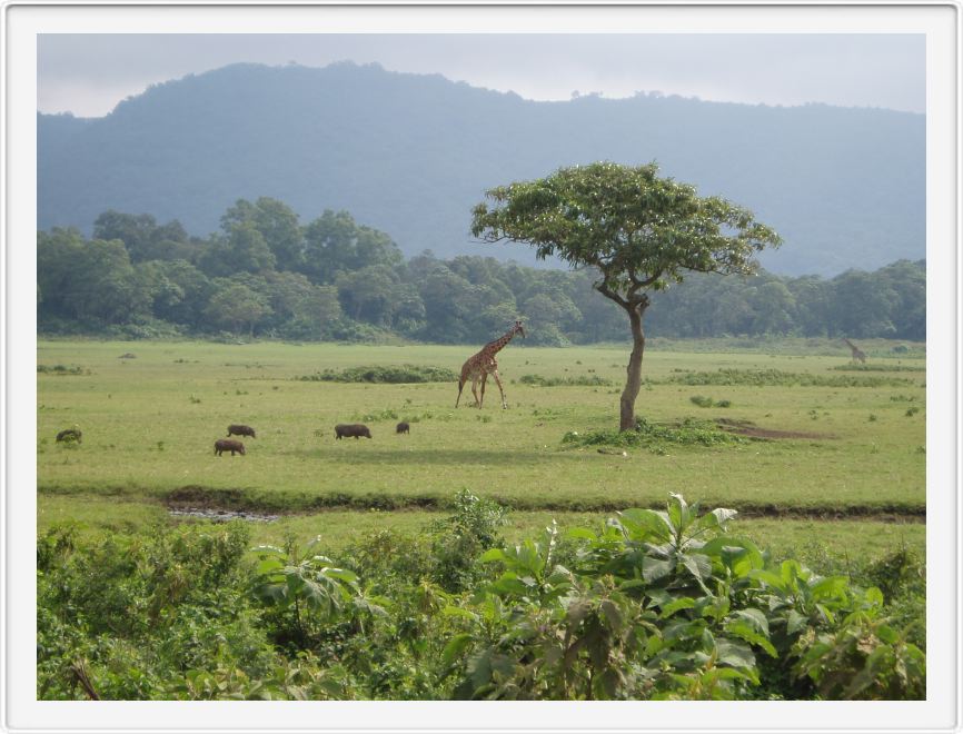 Arusha National Park - twiga (giraffe)!