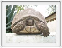 Tortoise at the