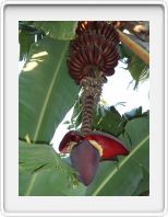Banana tree