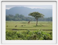 Arusha National Park - twiga (giraffe)!