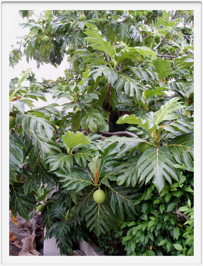 Breadfruit tree