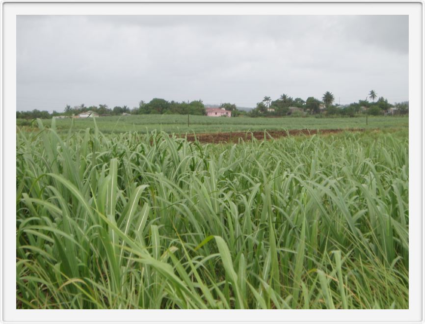 Sugar cane fields!