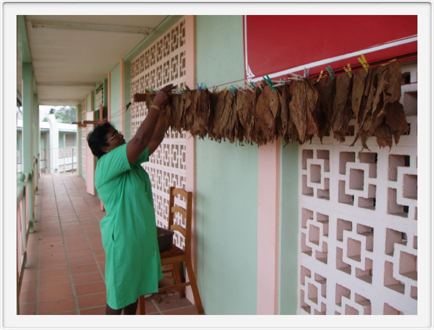Tobacco processing