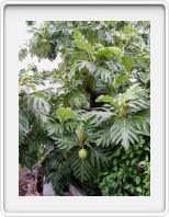 Breadfruit tree