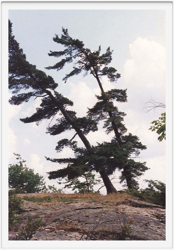 White pine whistling!