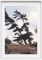 White pine whistling!