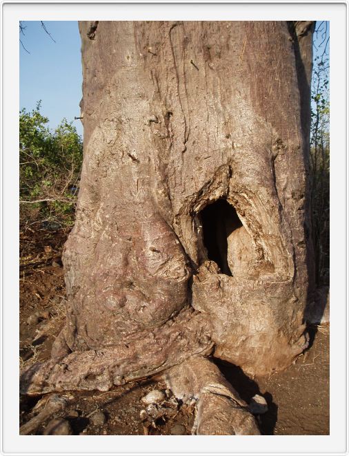 Baobab - temple