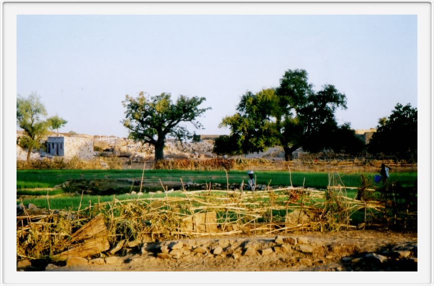 Onion fields Sangha