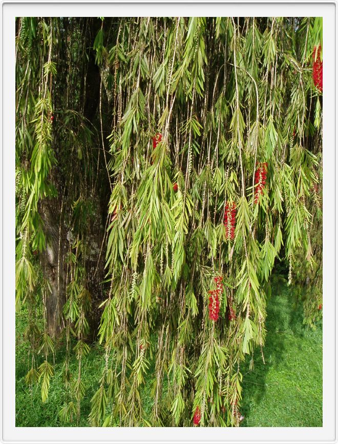Tree curtain
