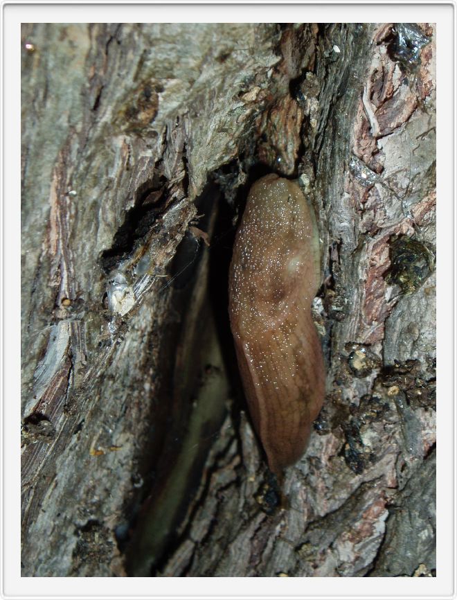Tree beast (slug)