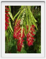 More red blossoms