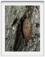 Tree beast (slug)