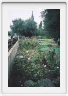 Rose bushes