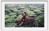 Tea picker