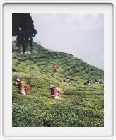 Tea plantation