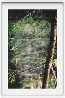 Spiderweb