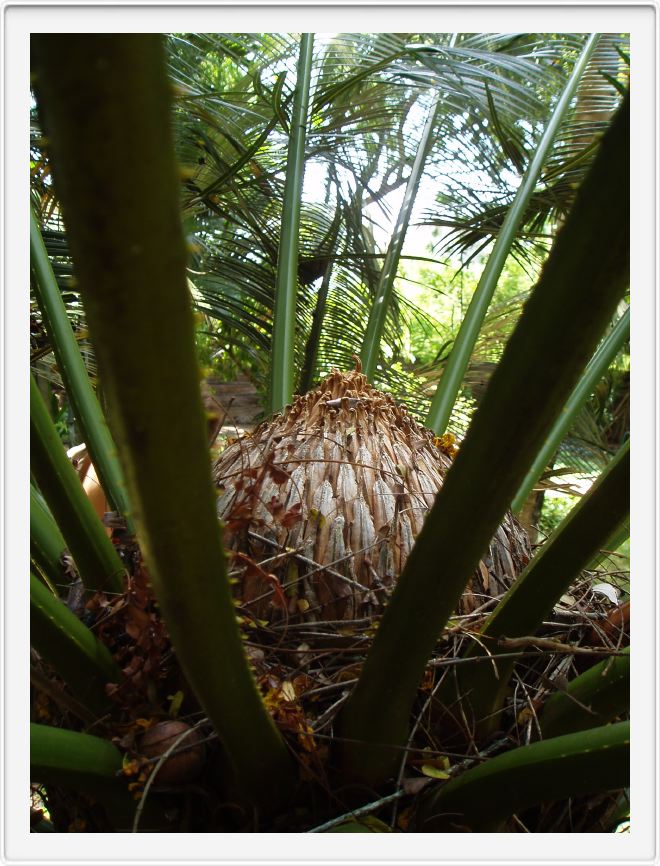 An unusual palm at the botanical garden at Mbweni Ruins hotel