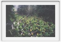 BC countryside, early summer