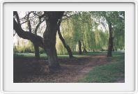 Weeping, willows, Van.