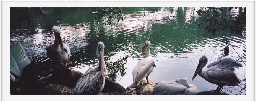 Jurong bird park
