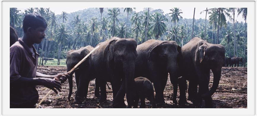 Elephant orphanage