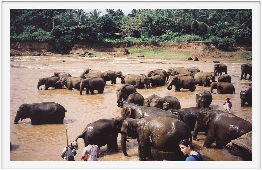 Elephant orphanage
