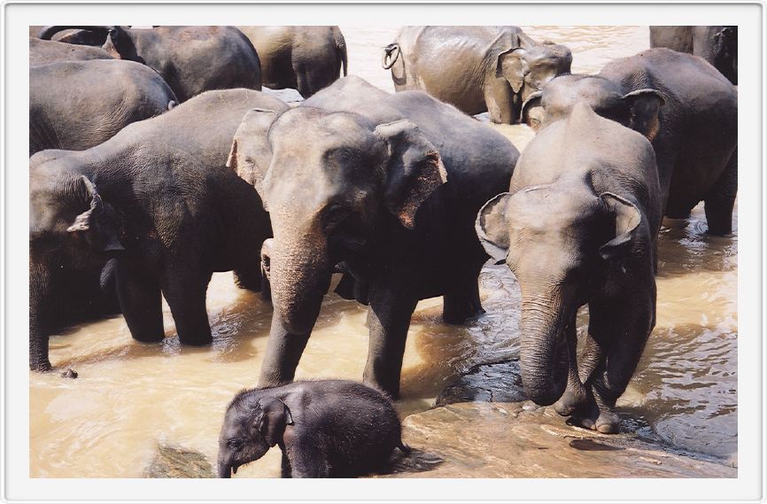 Elephant orphanage