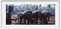 Elephant orphanage