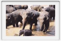 Elephant orphanage