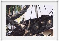 River lizard