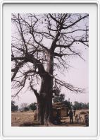 Baobab tree