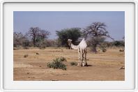Burkina Mali border
