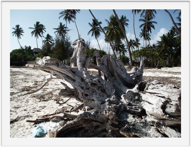 Driftwood