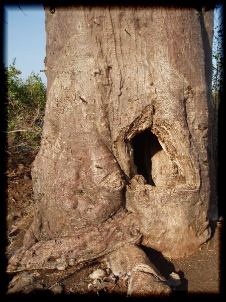 Baobab - temple