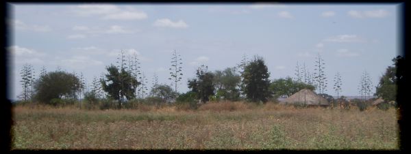 Sisal crops