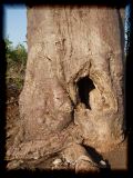 Baobab - temple