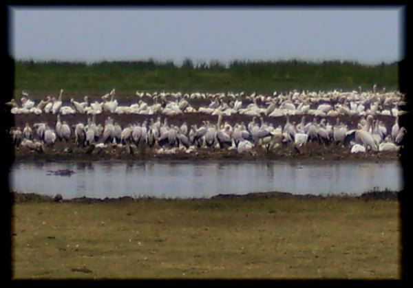 Pelican city